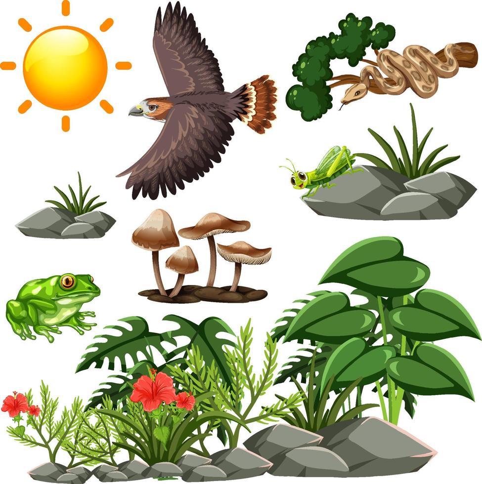 Set of wild animals and forest elements vector