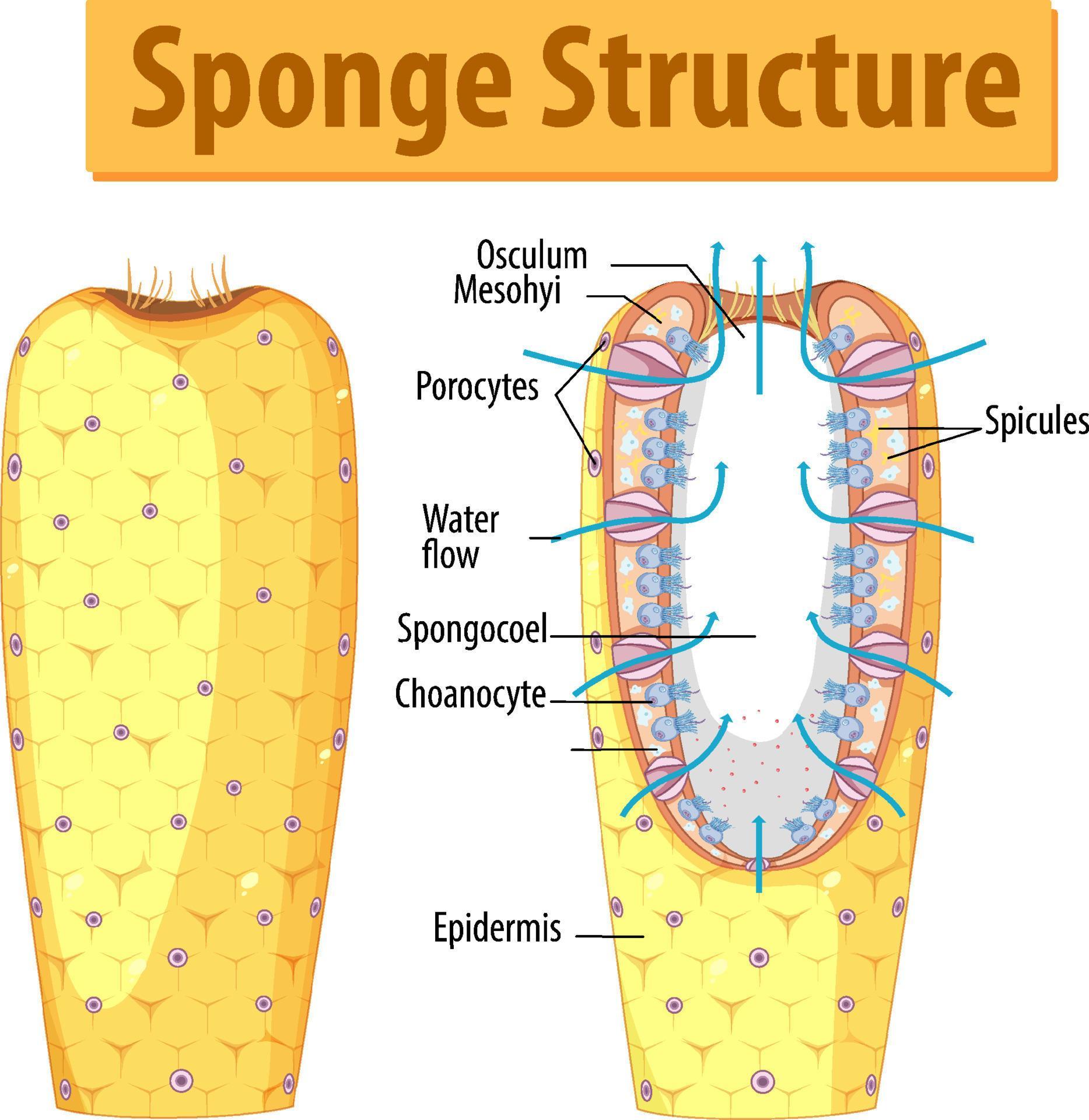 sponge bob jordans