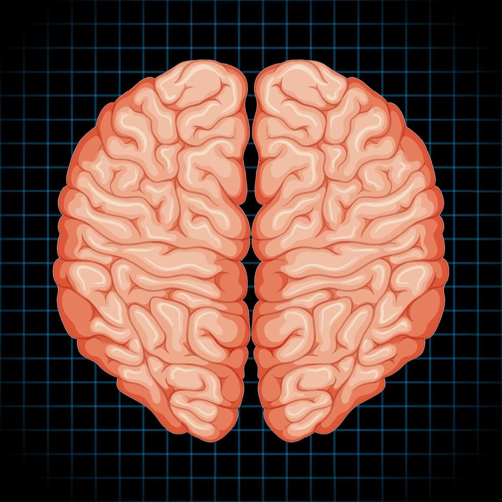 Human internal organ with brain vector