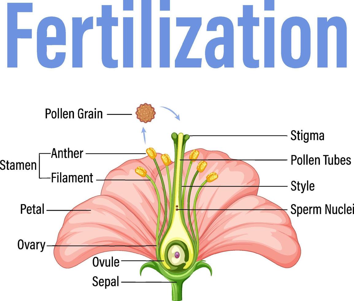 diagrama que muestra la fertilización en flor vector