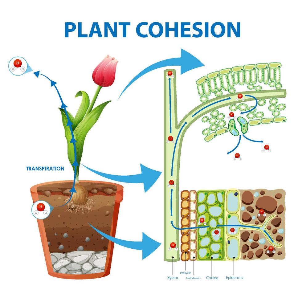 Digram showing the movement of water in plants vector