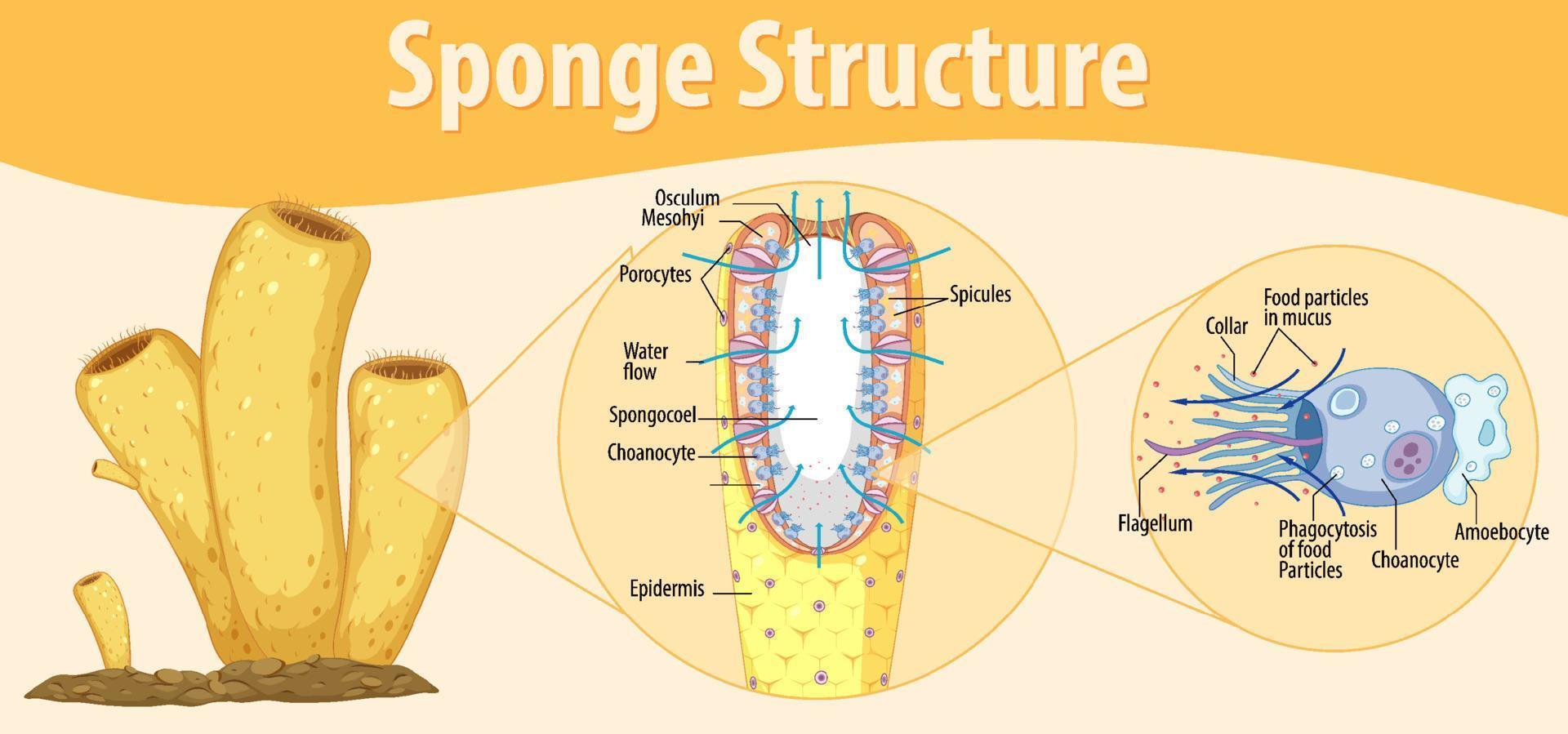 Diagram showing structure of sponge vector