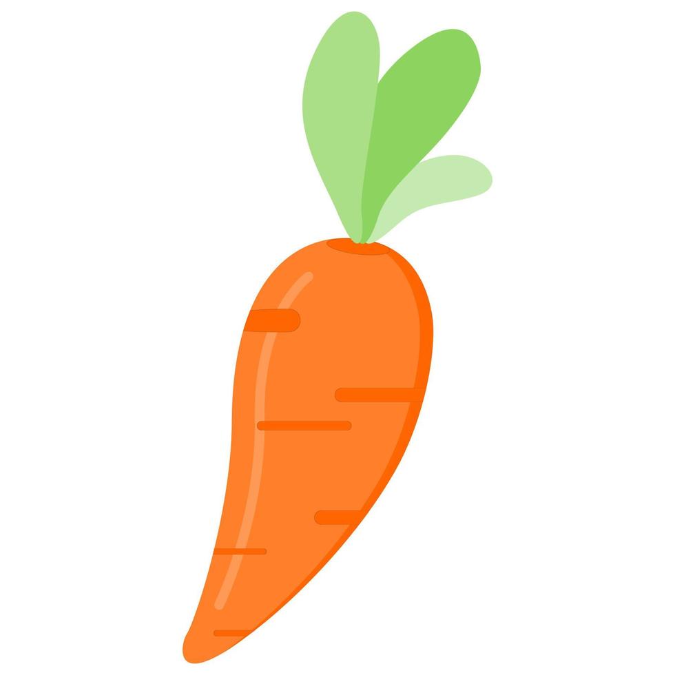 Carrot vegetable growing on white background flat vector design.