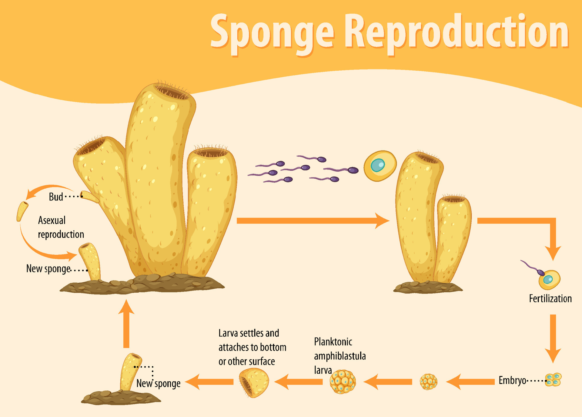 Diagram showing sponge reproduction 19851625 Vector Art at Vecteezy