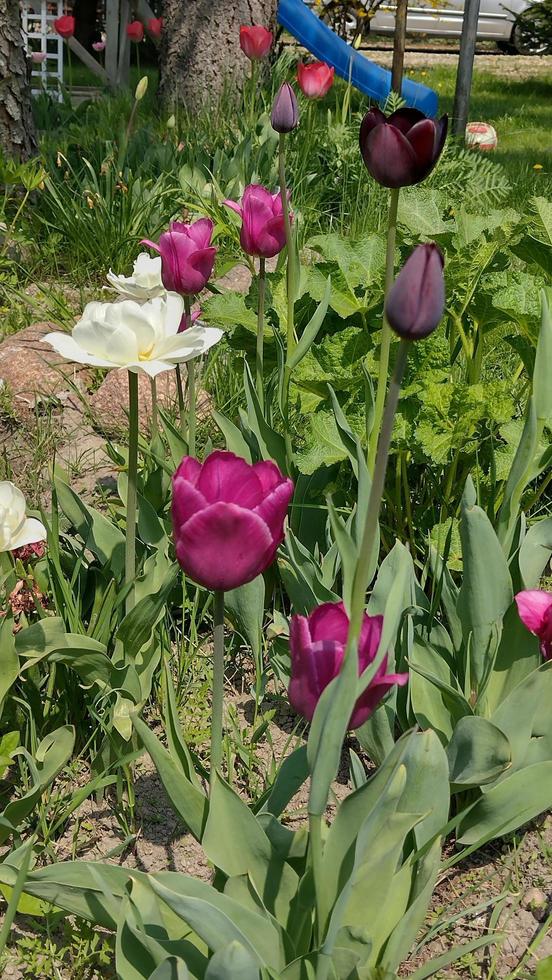 posada de flores de primavera en el jardín foto