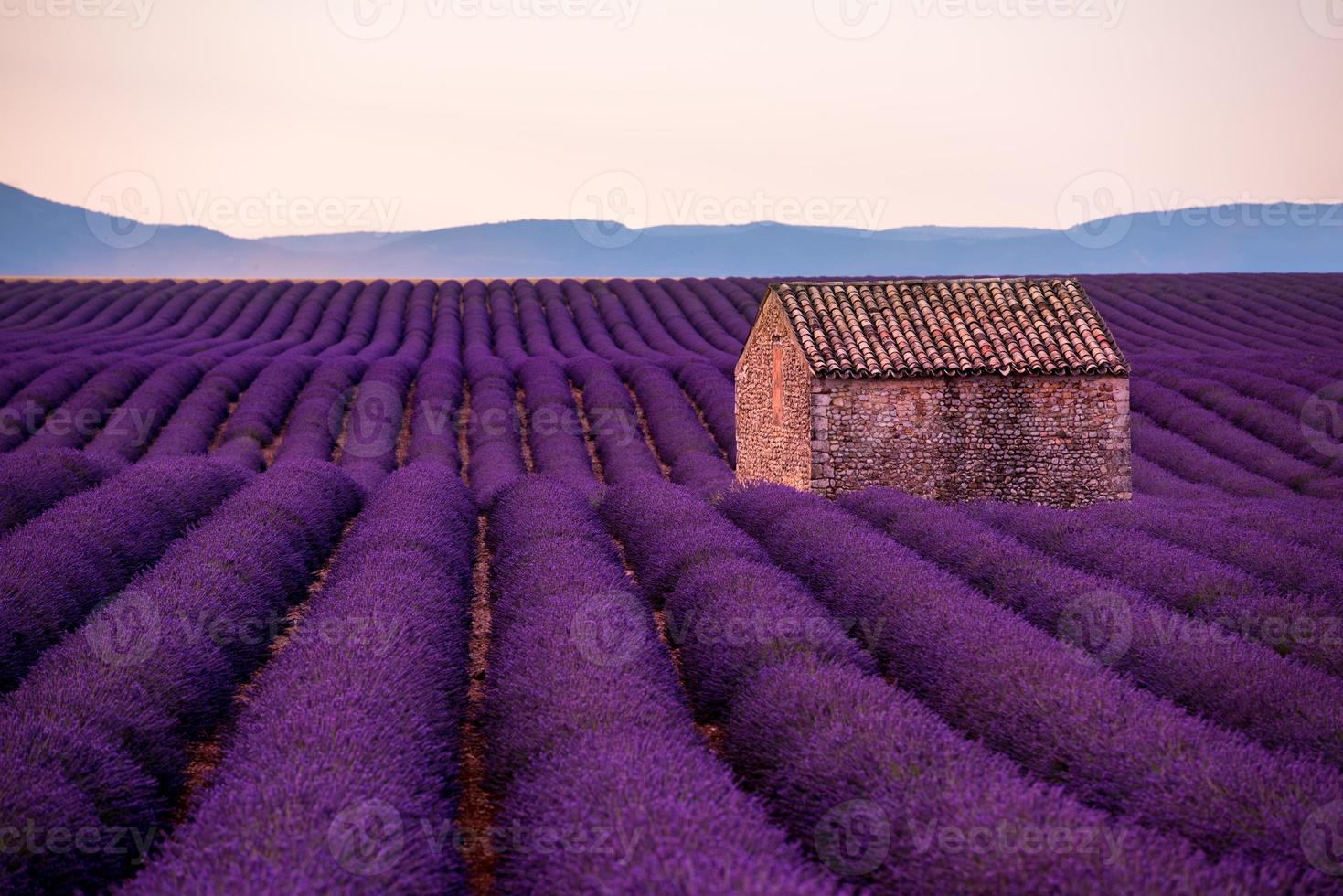 casa de piedra en el campo de lavanda foto
