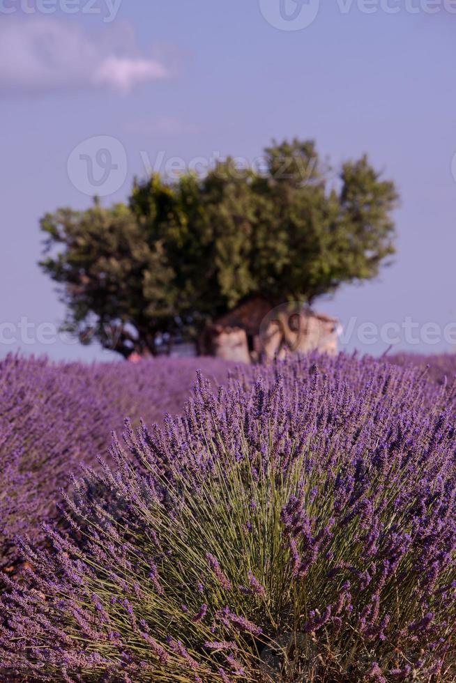 campo de flores de lavanda púrpura con árbol solitario foto