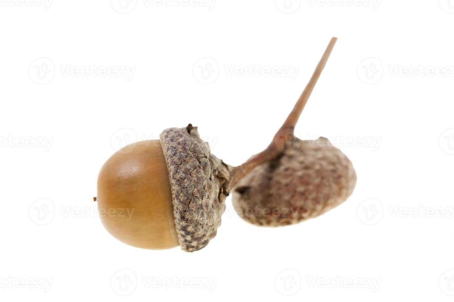 isolated oak acorns photo