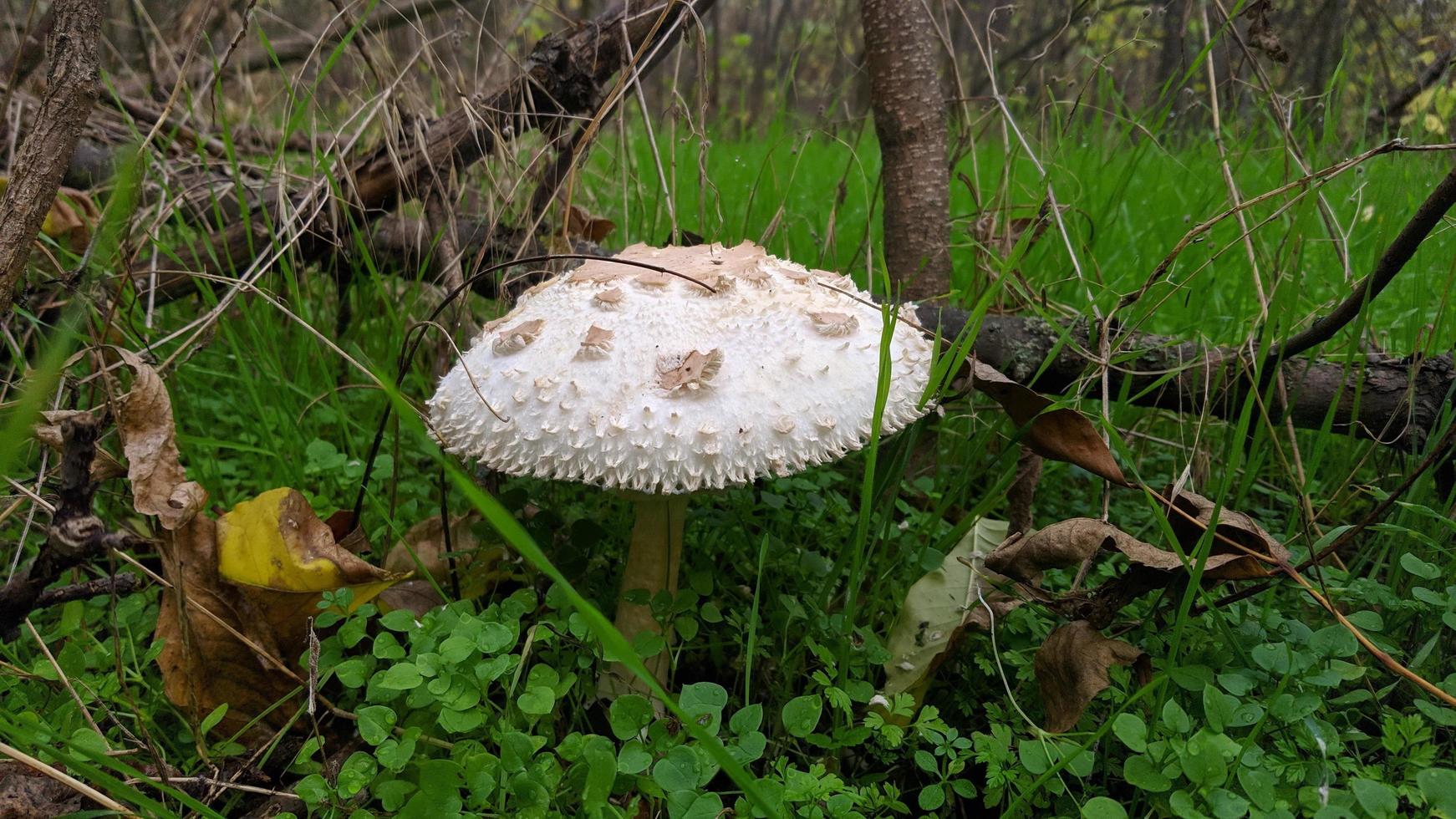 White non-edible mushroom of the species Chlorophyllum molybdites. Grebe. photo