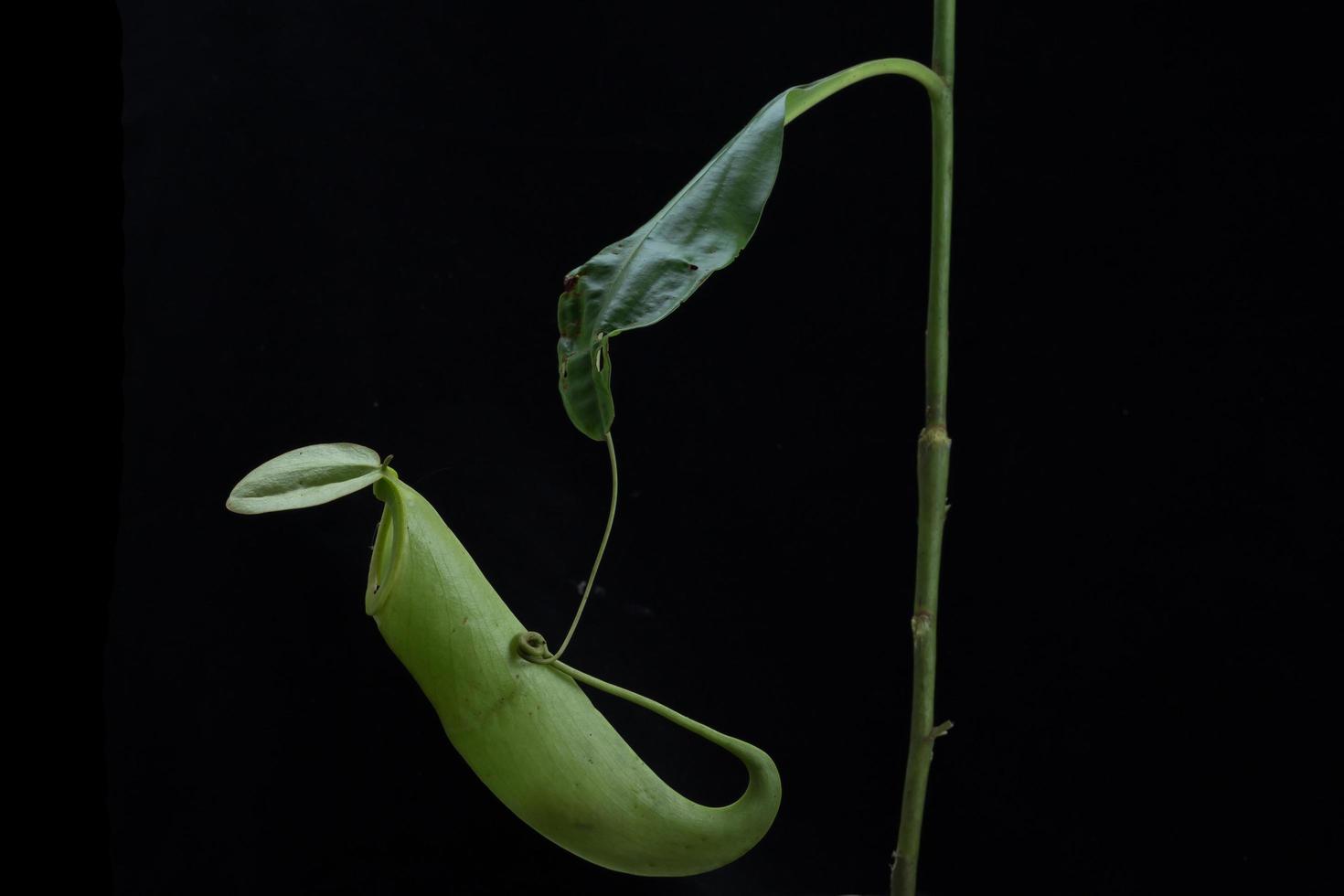 Monkey Cups - Nepenthes sp. photo