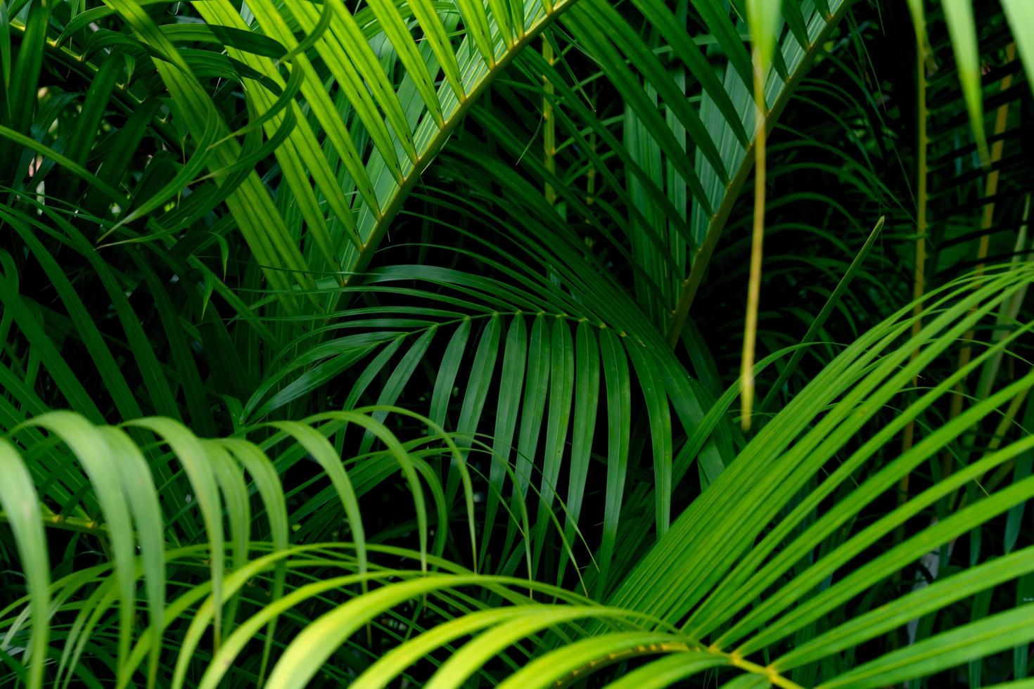 Green leaves pattern,leaf palm tree in the forest photo