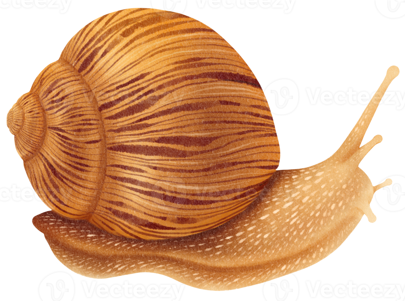 Snail watercolor illustration 19857230 PNG