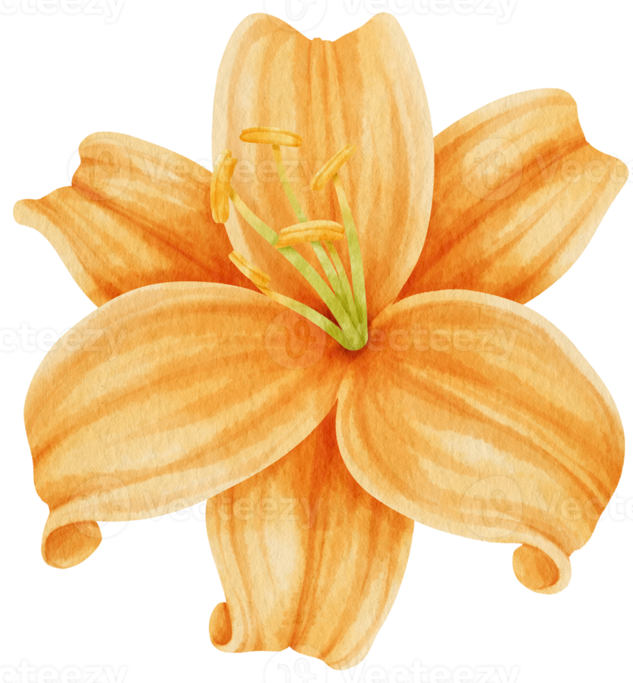 Orange lily flowers watercolor illustration png