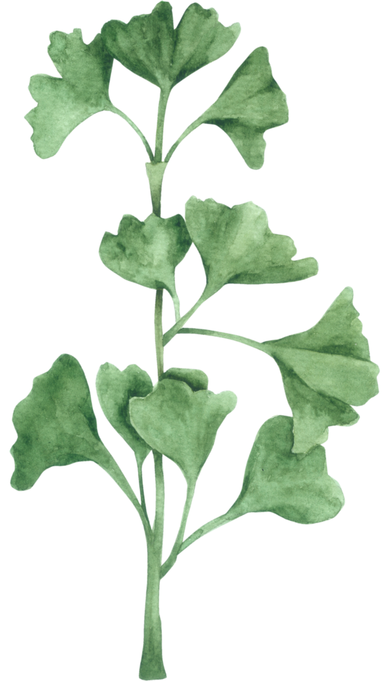 aquarelle élément feuille verte png