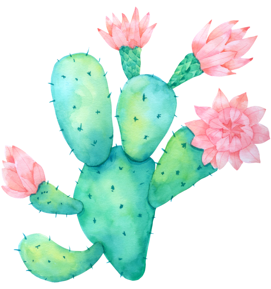 peinture à la main aquarelle cactus png