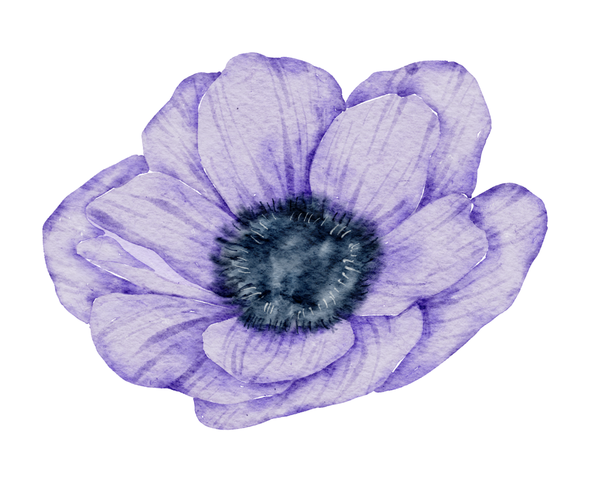 Anemone flower watercolor png