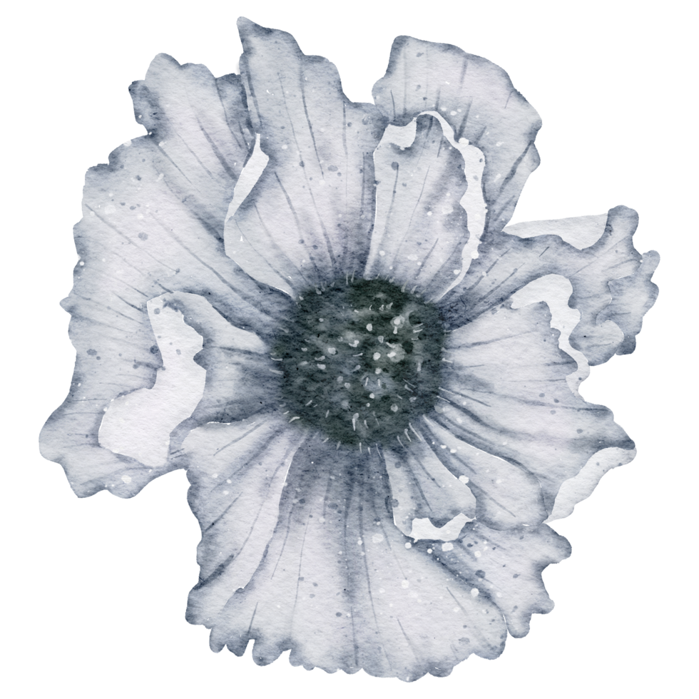 Anemone flower watercolor png