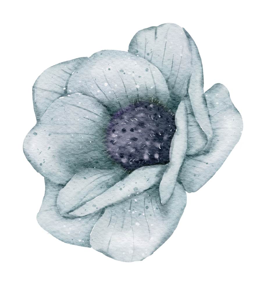 Anemone flower watercolor png