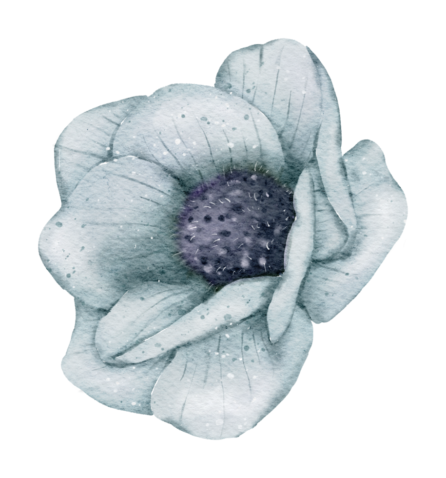 aquarelle de fleur d'anémone png