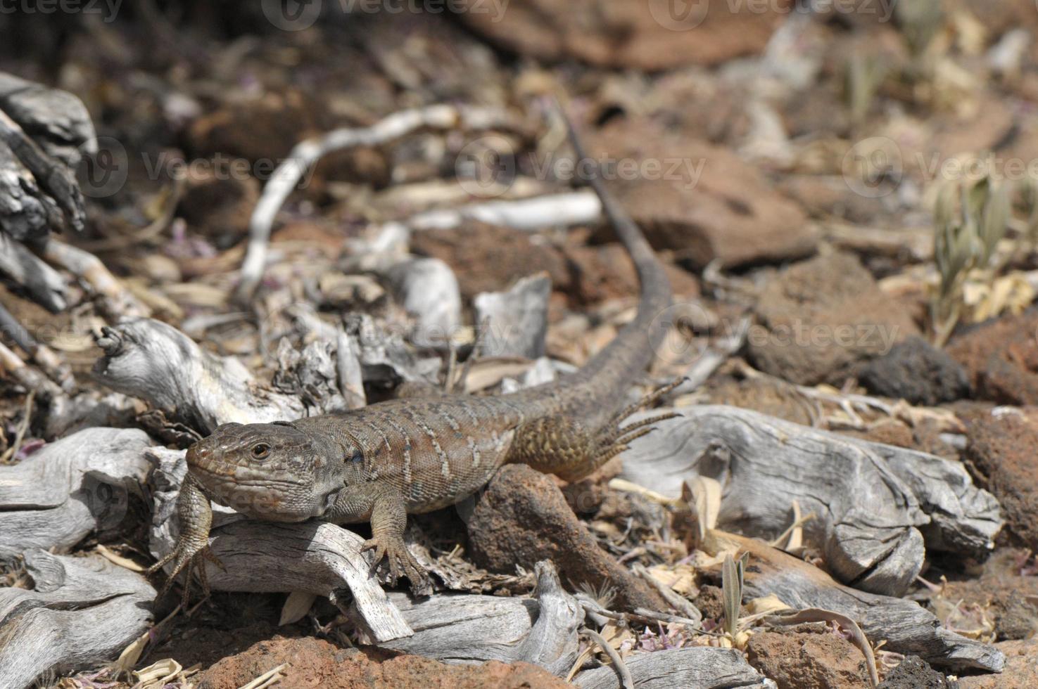 Lizard reptile close-up photo