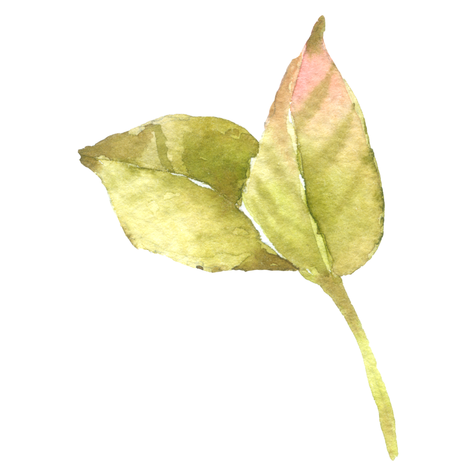 Rose flower watercolor collection png