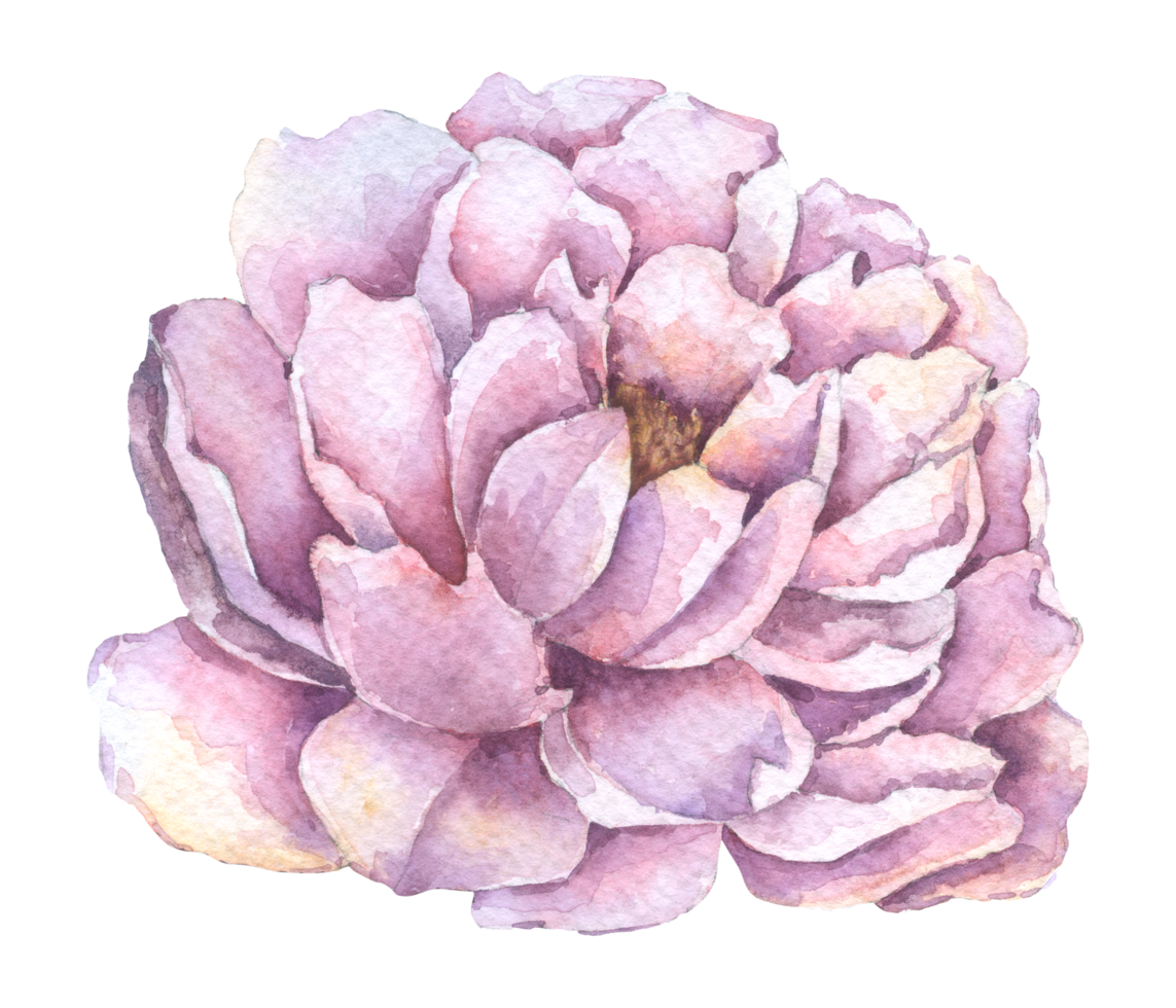 Violet Peony flower, Autumn flower watercolor png