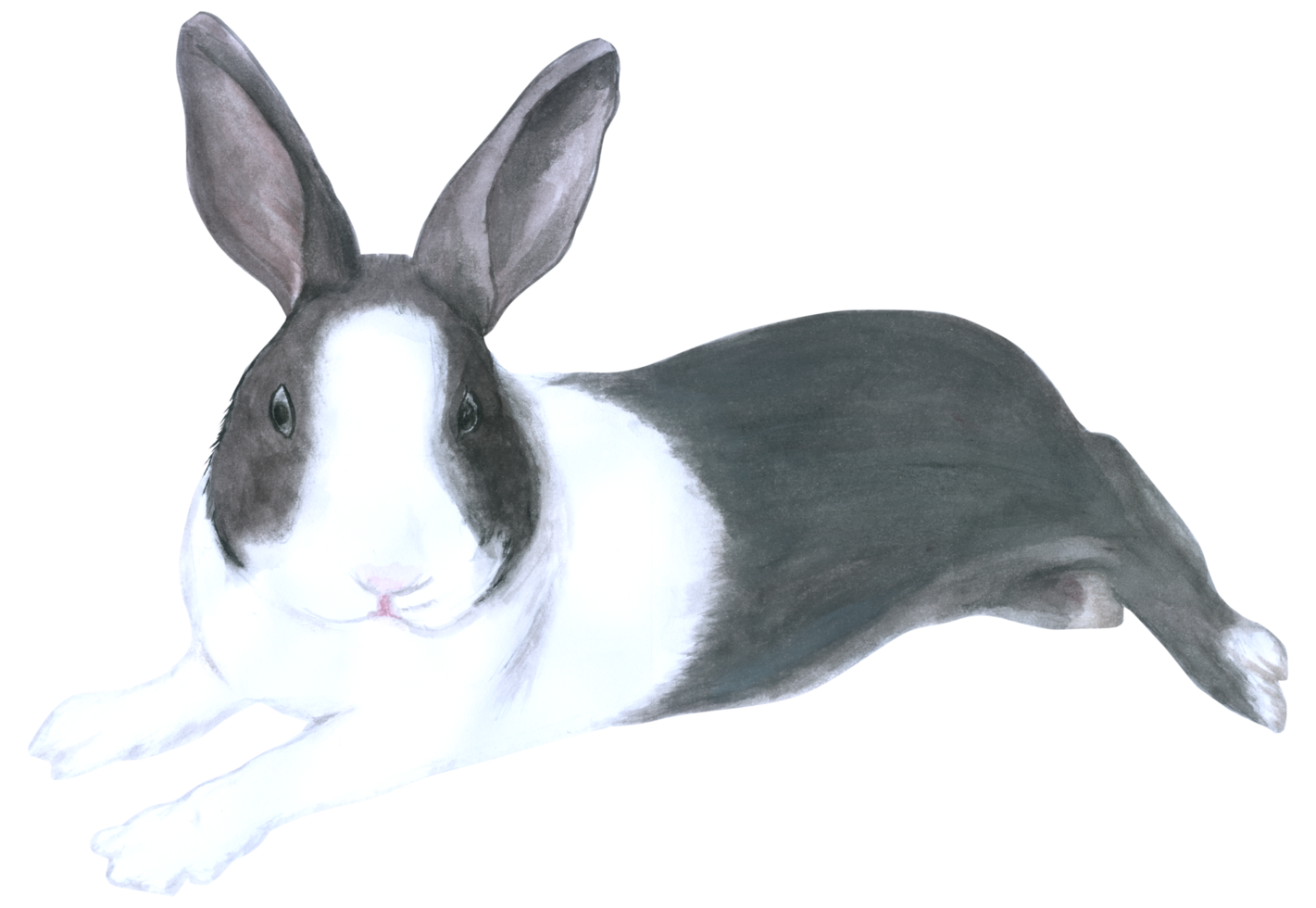 conejo pascua animal acuarela png