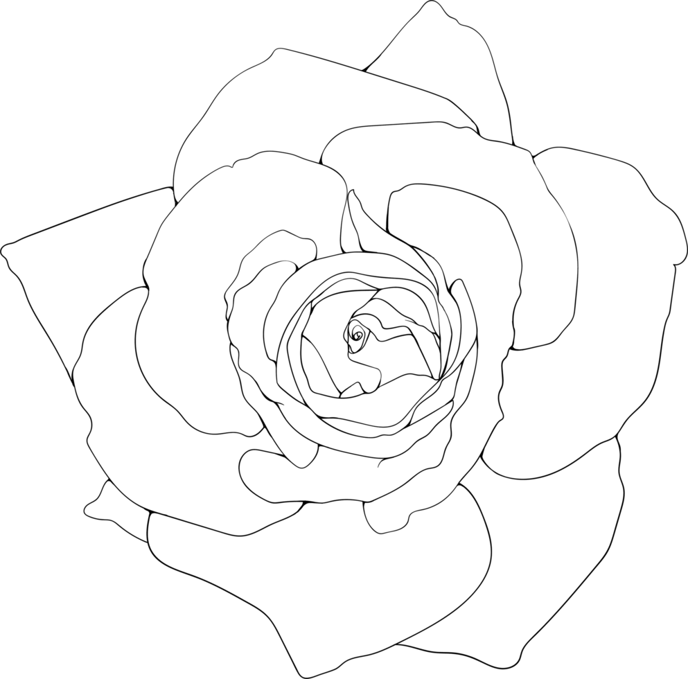 Botanical drawing iine art with rose flower. png