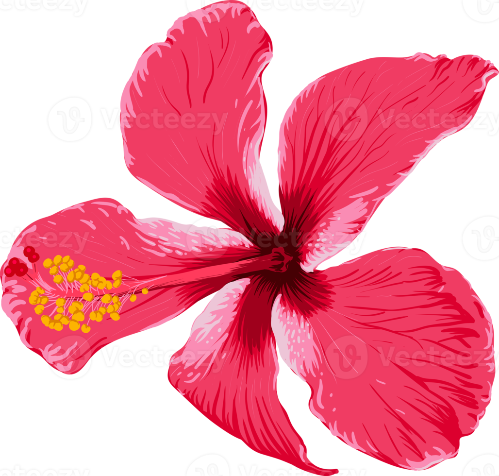 Botanical drawing with red hibiscus flower. png