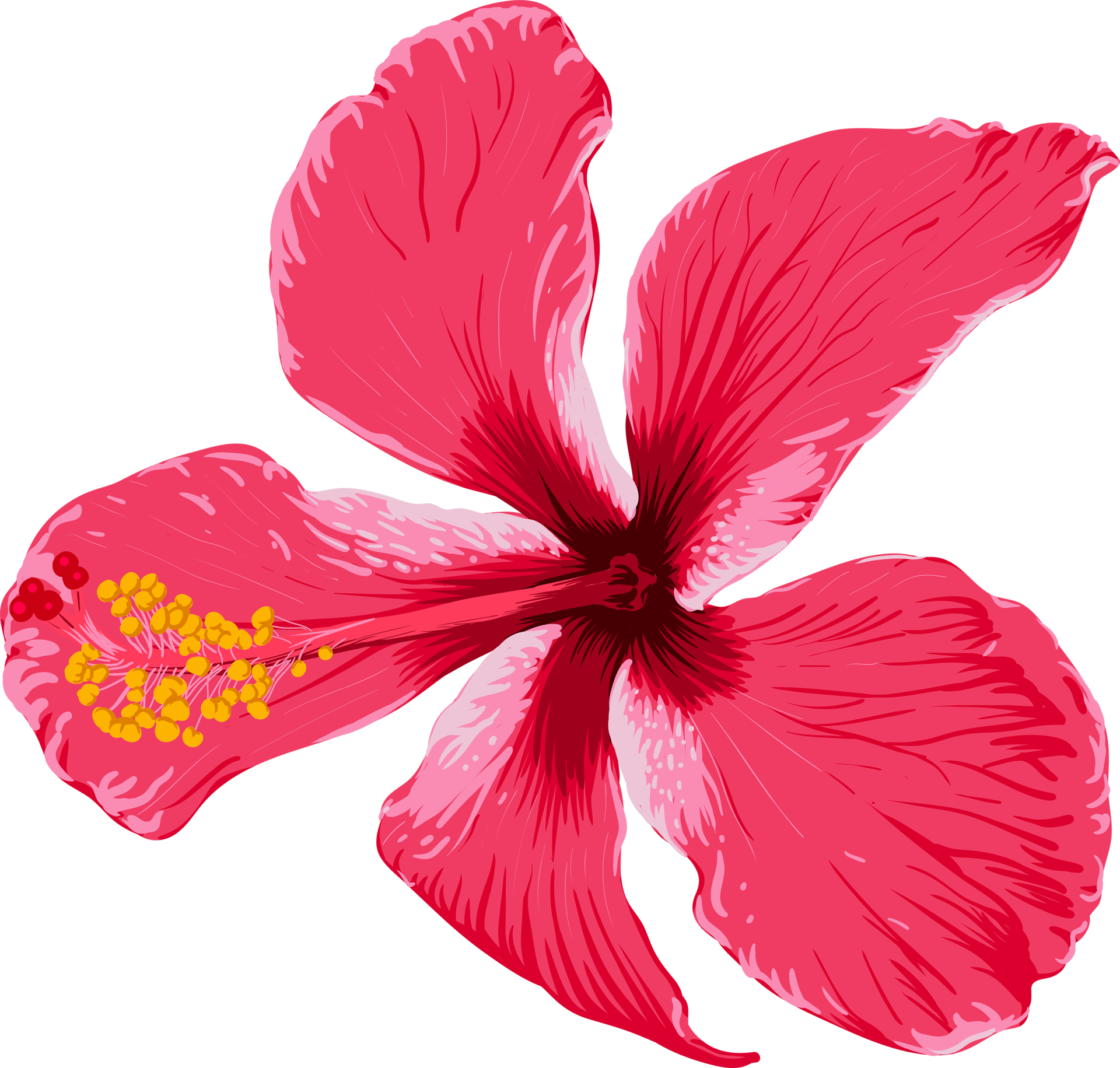 Hibiscus Flower Drawing by Kaitlin73 on DeviantArt-saigonsouth.com.vn