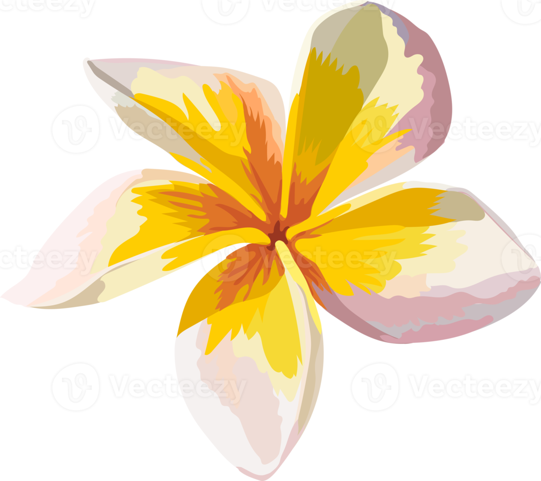 botánico dibujo con frangipani flor. png
