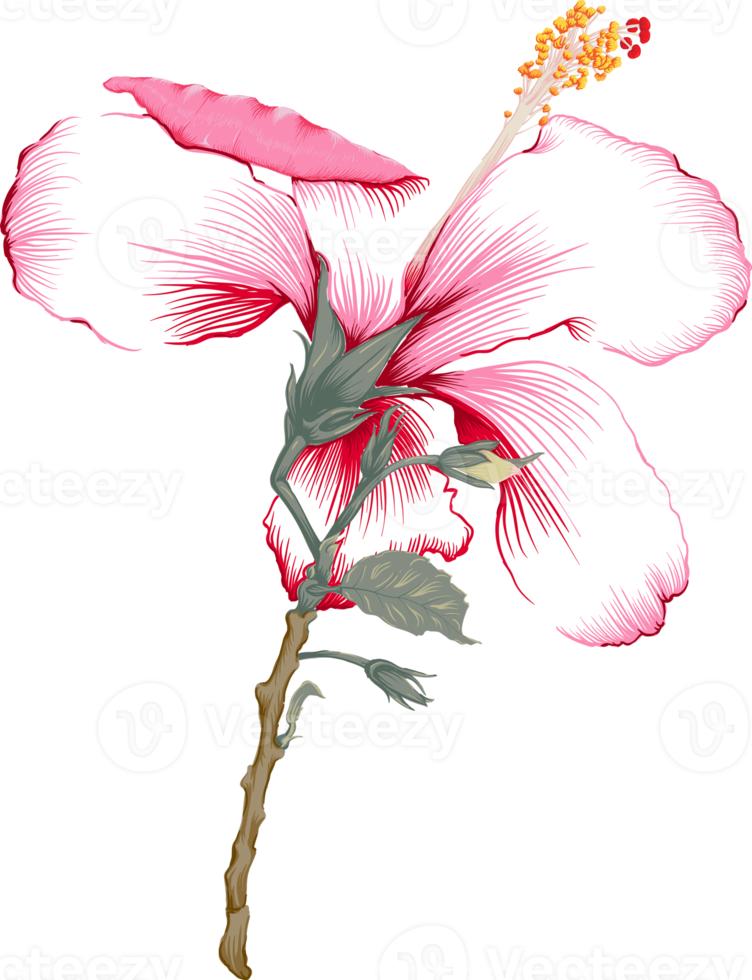 Botanical drawing with hibiscus flower. png