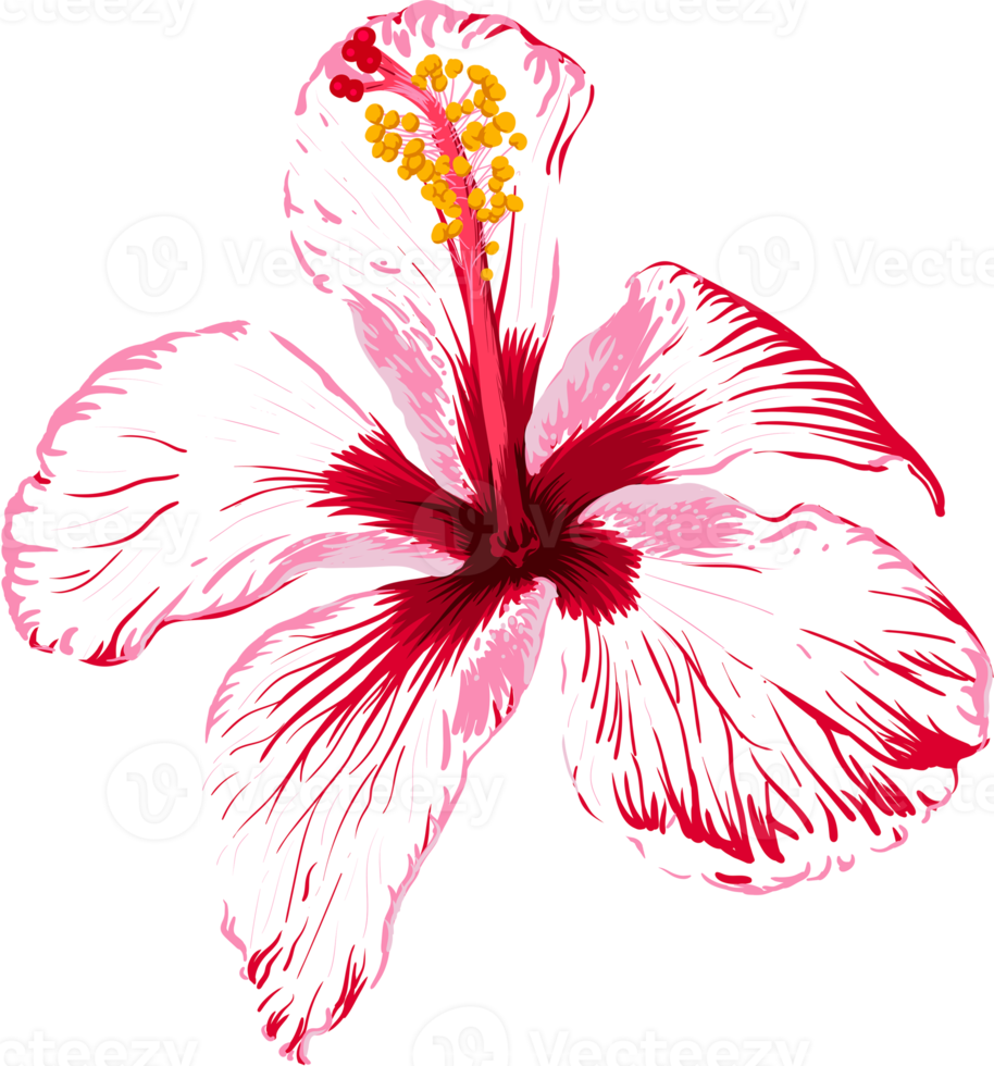 Botanical drawing with pink hibiscus flower. png