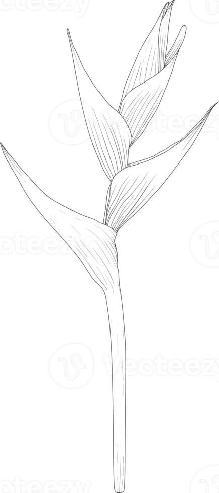 Botanical drawing line art with Heliconia flower. png