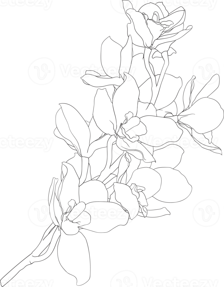 Botanical drawing line art with orchid flower. png