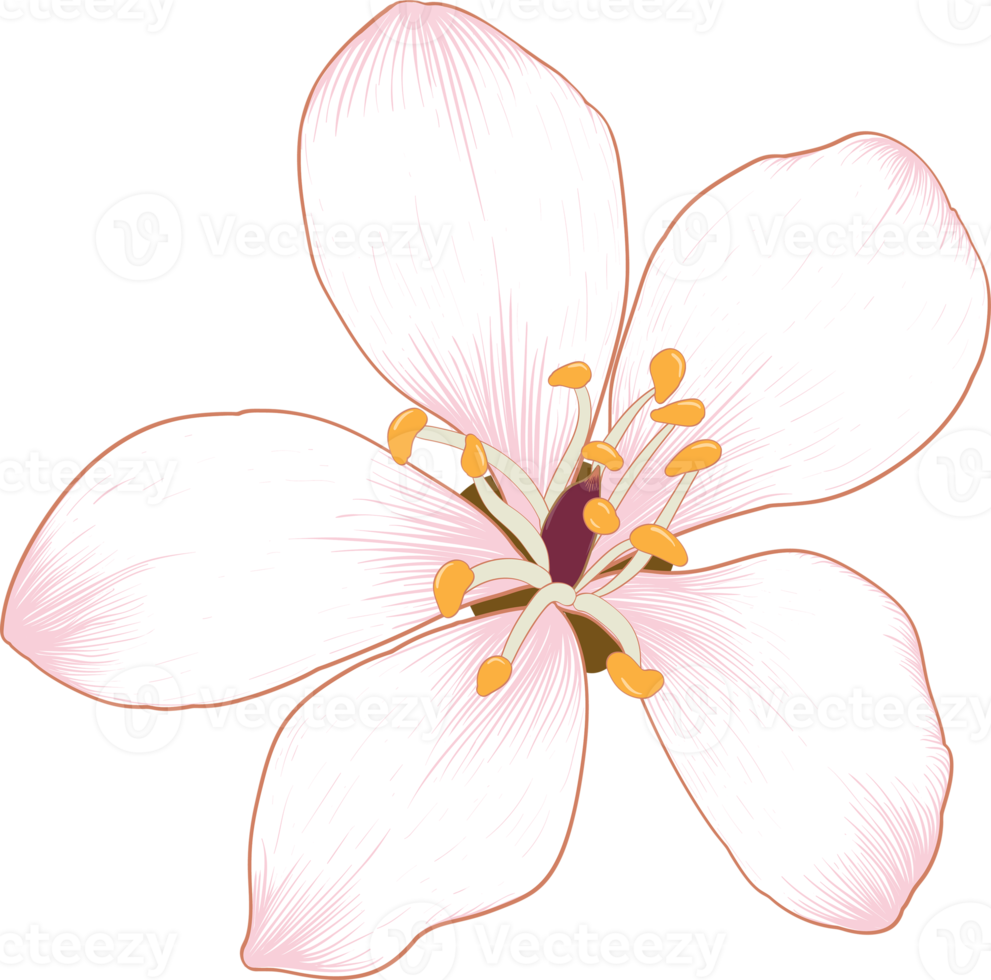 Botanical drawing with Cherry blossom flower. png