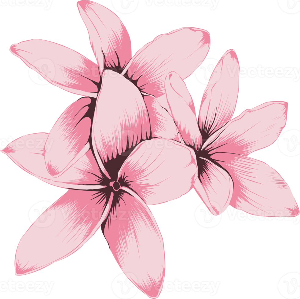 Botanical drawing with frangipani flower. png