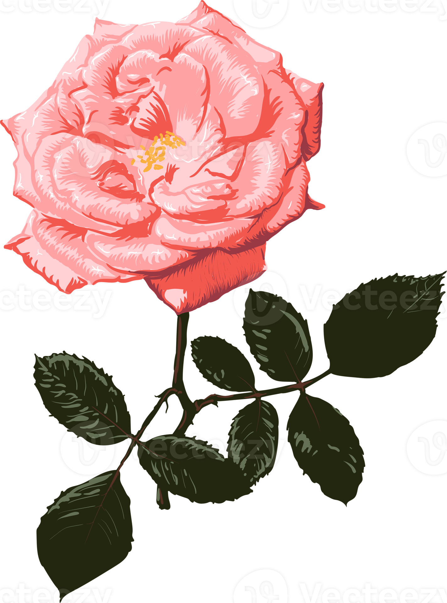 Botanical drawing with pink rose flower. 19859209 PNG