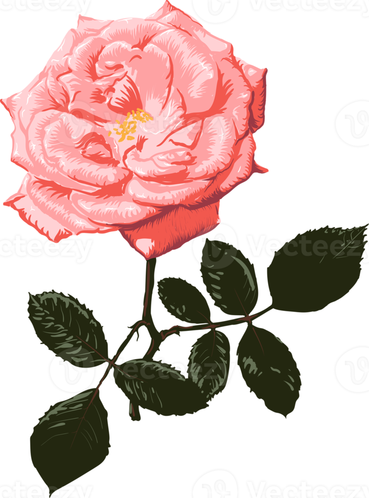 botanico disegno con rosa rosa fiore. png