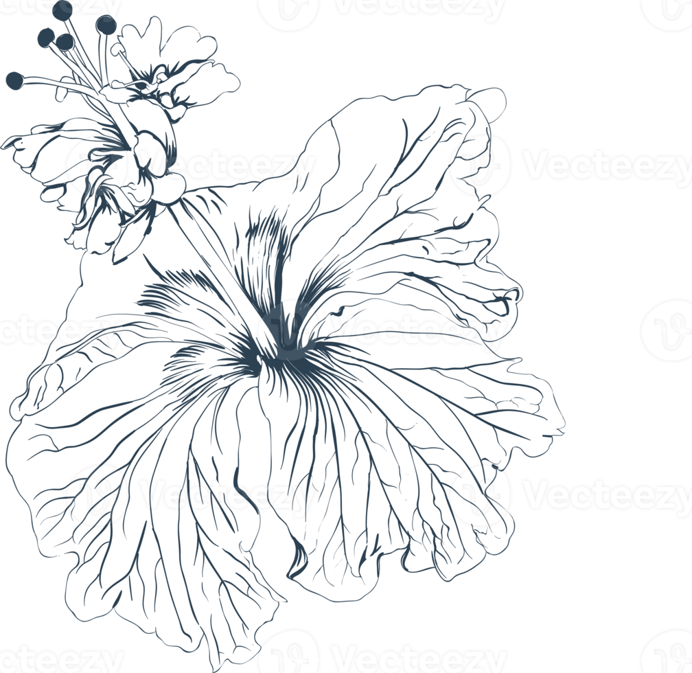Botanical drawing line art with hibiscus flower. png