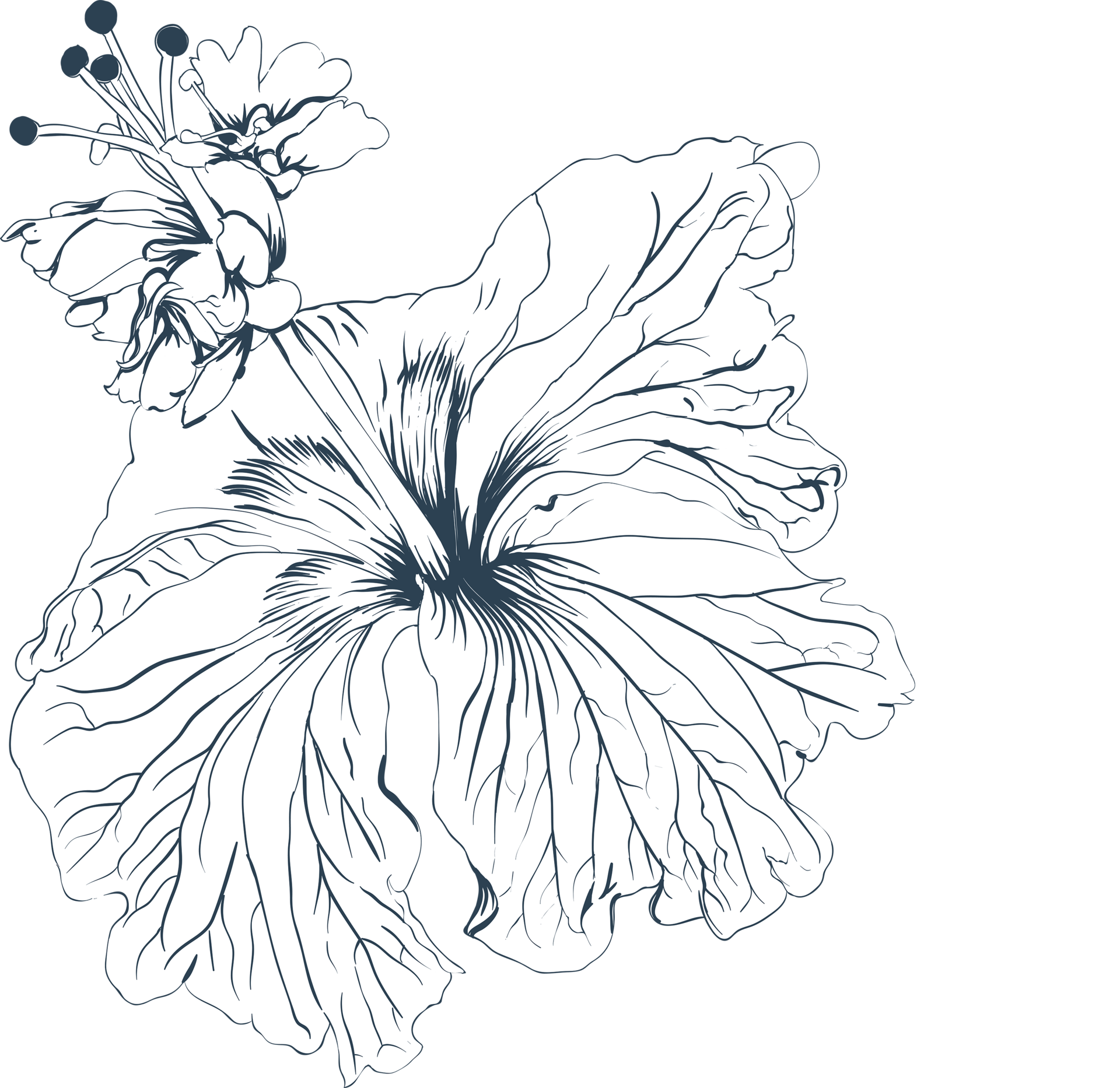 Hibiscus Line Drawing
