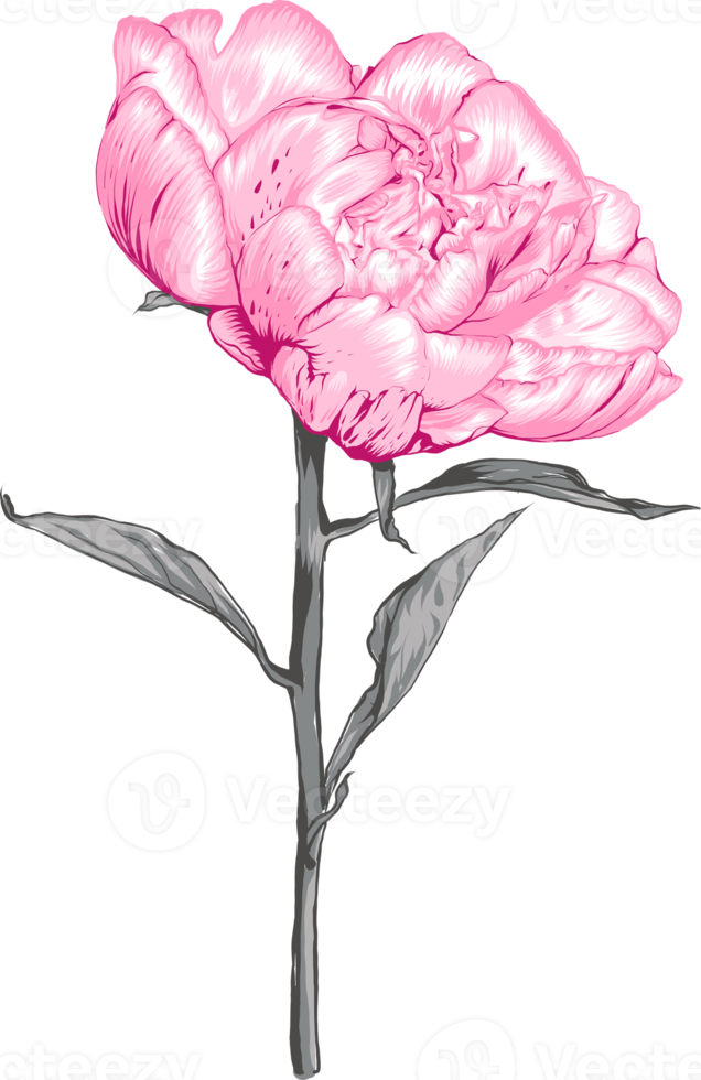 Botanical drawing with peony flower. png