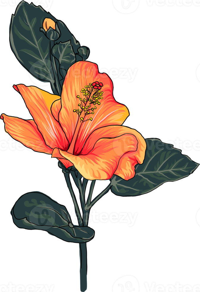 Botanical drawing with hibiscus flower. png