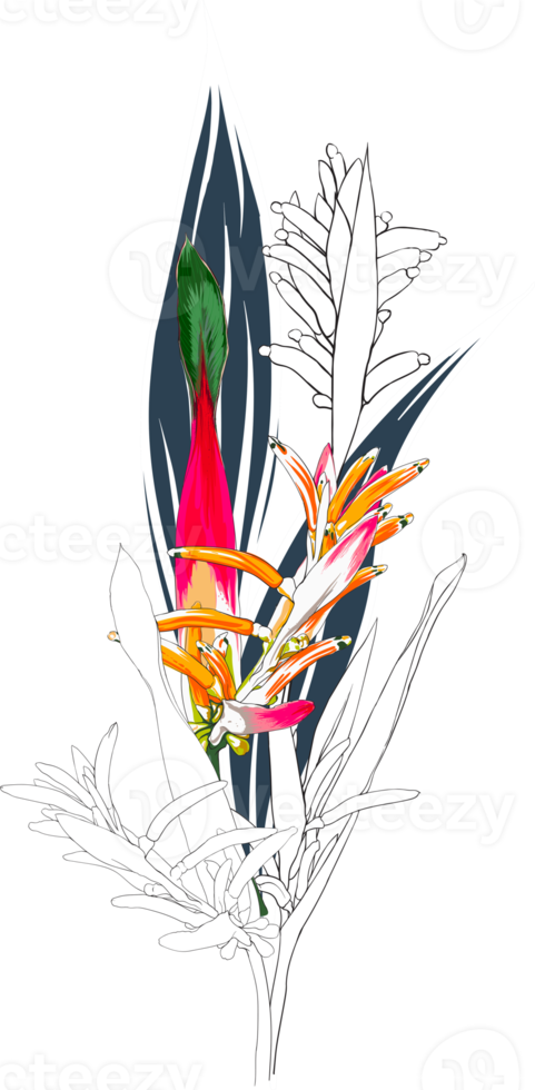 Botanical drawing with heliconia flower. png