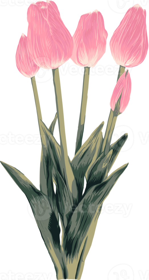 Botanical drawing with tulips flower. png