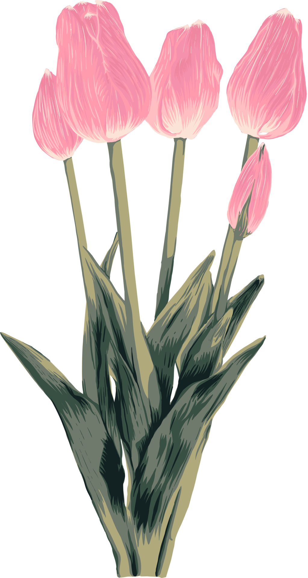 Botanical drawing with tulips flower. 19859222 PNG