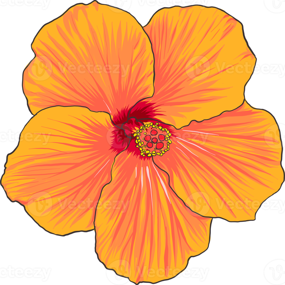 Botanical drawing with hibiscus flower. png