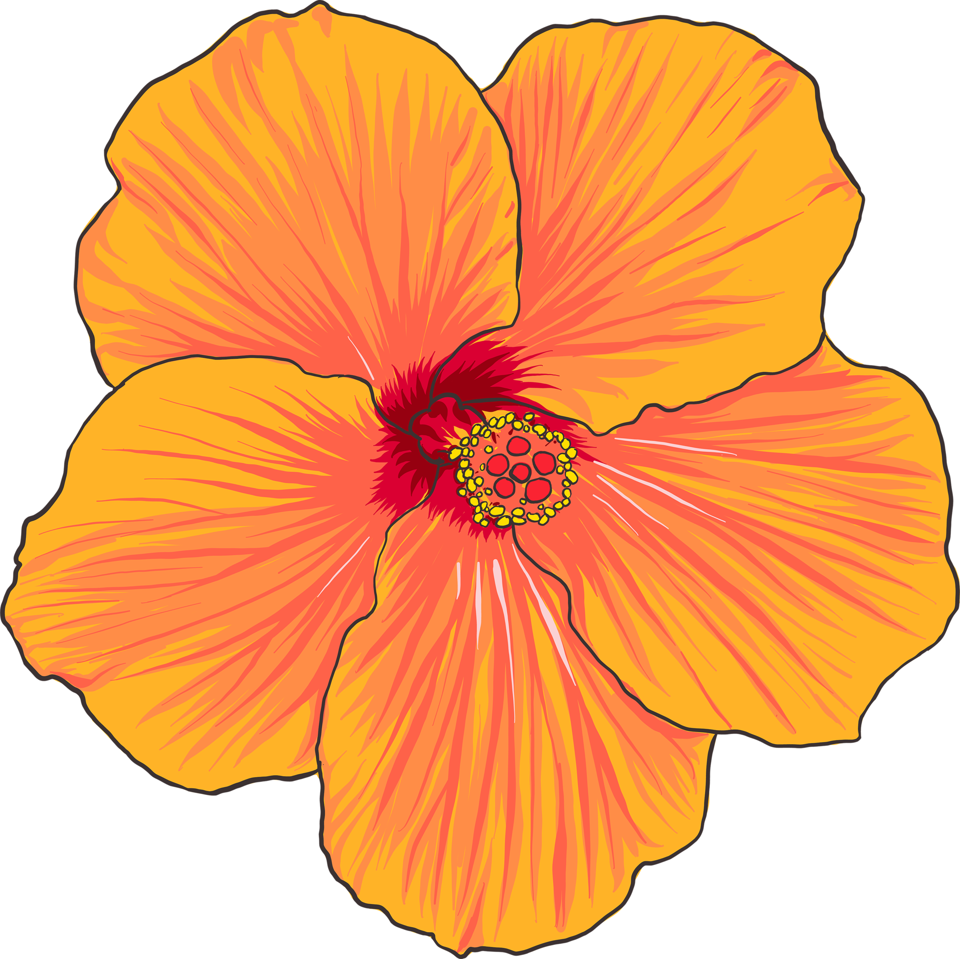 Premium Vector | Hibiscus flower vector illustration with line art-saigonsouth.com.vn