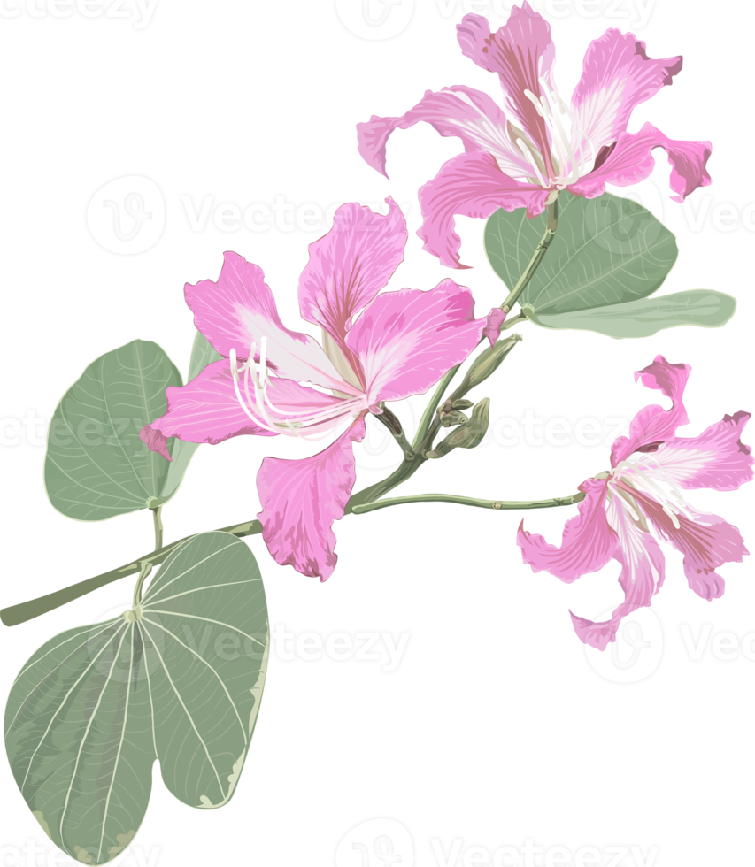 lila Bauhinia Blume Zeichnung png