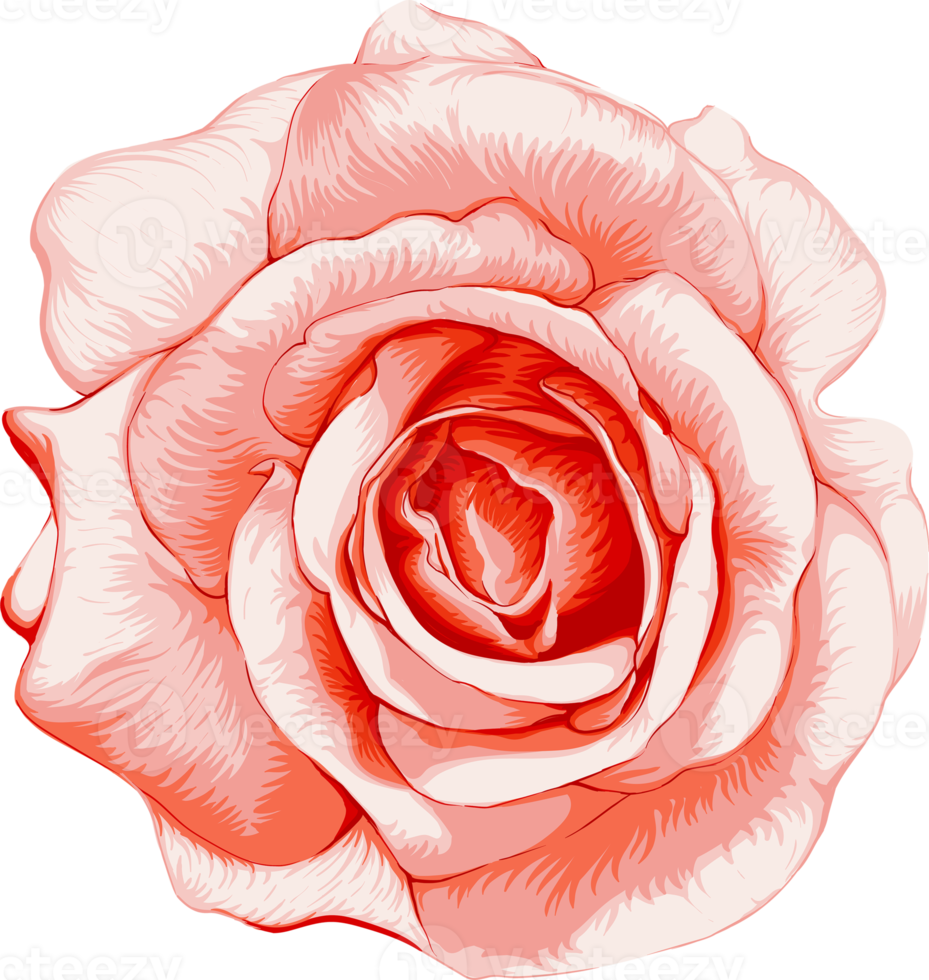 Botanical drawing with rose flower. png